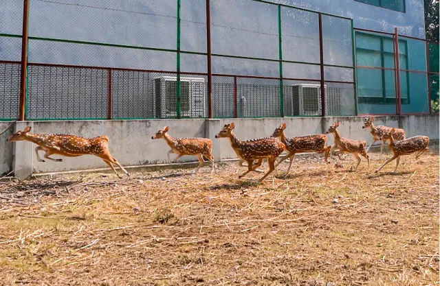 Mini Zoo